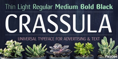 Crassula