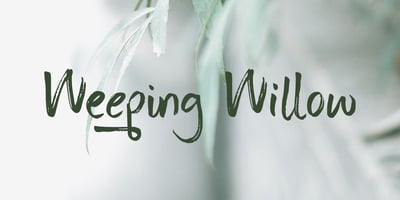 Weeping Willow