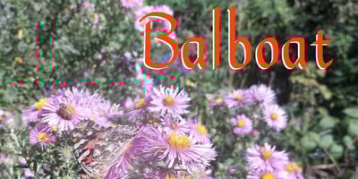 Balboat