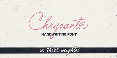 Chrysante