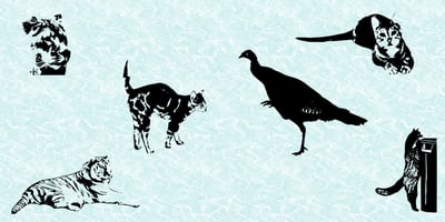 Cat e Poultry