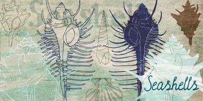 Seashells