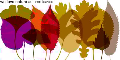 We Love Nature Autumn Leaves
