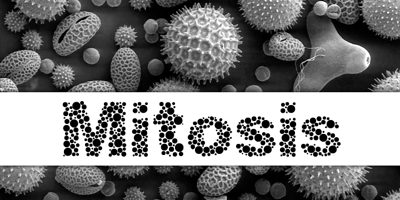 Mitosis