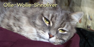 Ollie Wollie