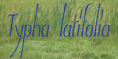 Typha Latifolia