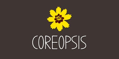 Coreopsis