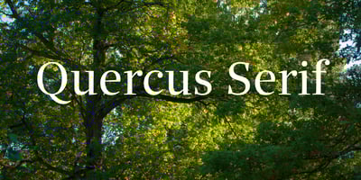 Quercus Serif