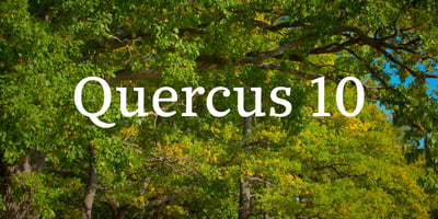 Quercus 10