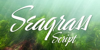 Seagrass BF