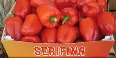 Serifina