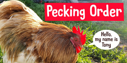 Pecking Order Font Poster 1