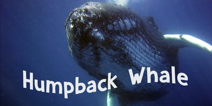 Whale Song Font Poster 6