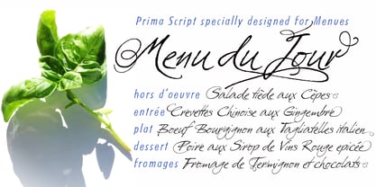 Prima Script Font Poster 2