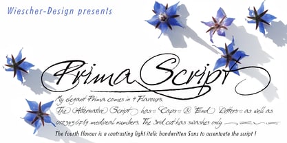 Prima Script Font Poster 1