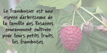 Framboisier Font Poster 3