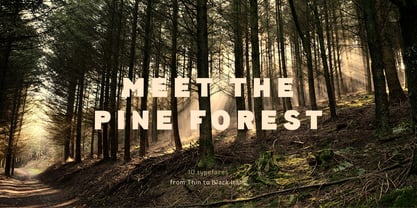 Pines Font Poster 4