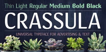 Crassula Font Poster 1