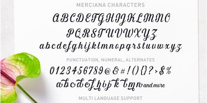 Merciana Script Font Poster 9
