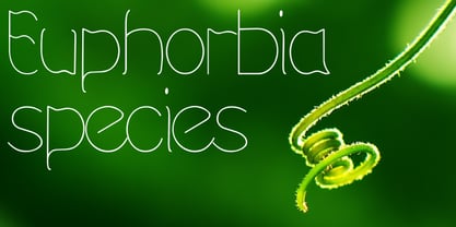Euphorbia Species Font Poster 1