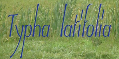 Typha Latifolia Font Poster 1