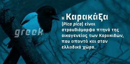 Magpie Font Poster 8