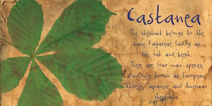 Castanea Font Poster 1