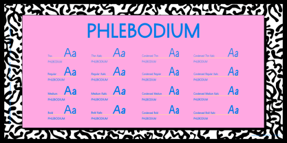 Phlebodium Font Poster 4