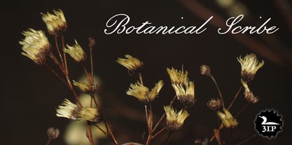 Botanical Scribe Fuente Póster 1