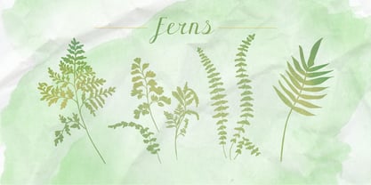 Ferns Font Poster 3