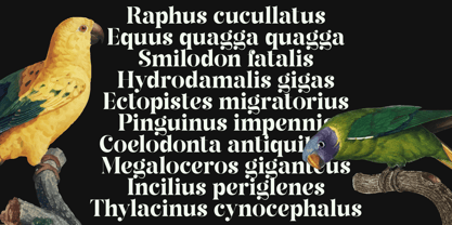 Rahla Font Poster 6