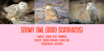 Snowy Owl Font Poster 4