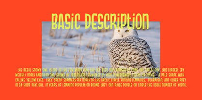 Snowy Owl Font Poster 3