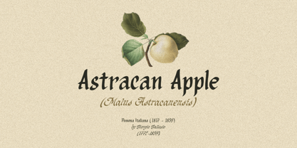 Organic Antique Font Poster 5