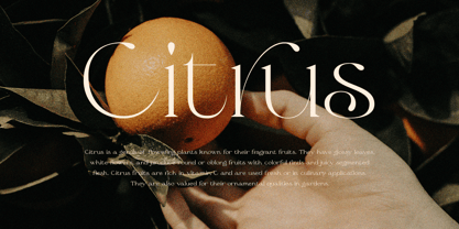 Olive & Citrus Font Poster 12