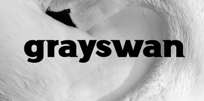 Grayswan Font Poster 1