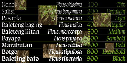 Balete Variable Font Poster 2