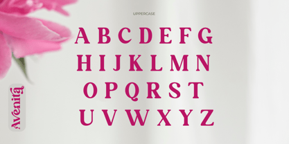 Avenita Font Poster 2