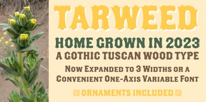 Tarweed Font Poster 1