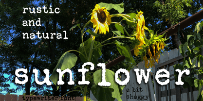 Sunflower Fuente Póster 1