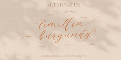Malliandra Script Font Poster 6