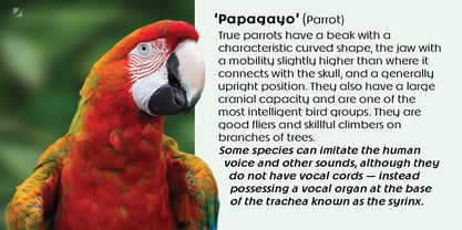Papagayo Font Poster 6