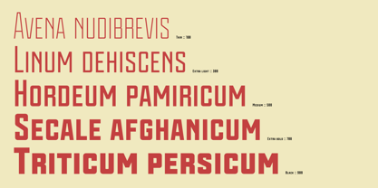 Vavilov Font Poster 3