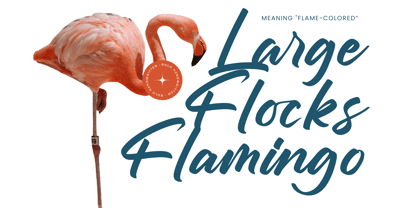 Chifest Skater Font Poster 6