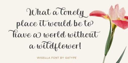 Wigella Font Poster 2