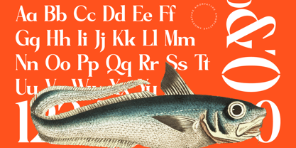 Sagfield Font Poster 10