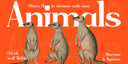 Sagfield Font Poster 7