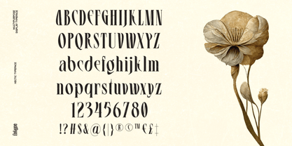 Hectic Font Poster 6