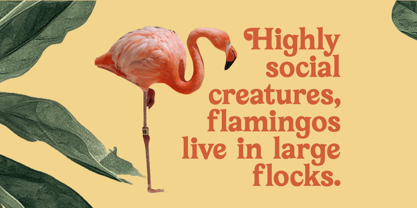 Bailey Retora Font Poster 4