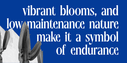 Moonni Zehher Font Poster 5